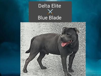 Top pedigree 🐾 Blue staffie pups 🐾