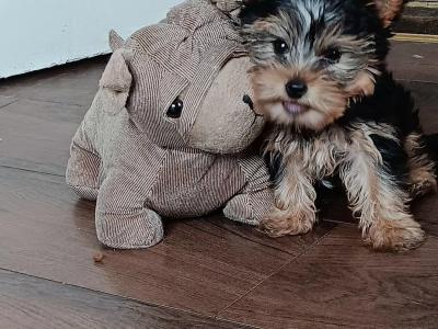 Purebred Yorkshire Terrier puppies in Laois