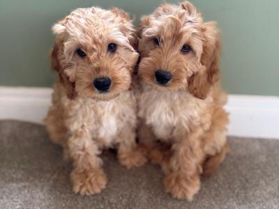 Miniature Cockapoo puppies