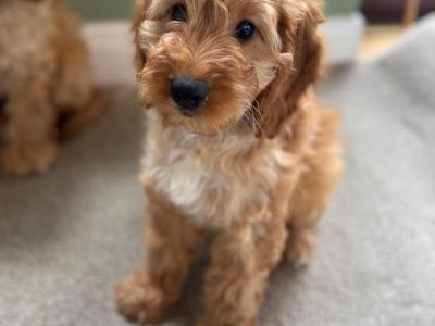 Miniature Cockapoo puppies