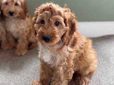 Miniature Cockapoo puppies