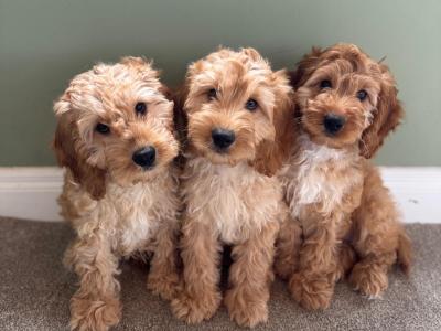 Miniature Cockapoo puppies