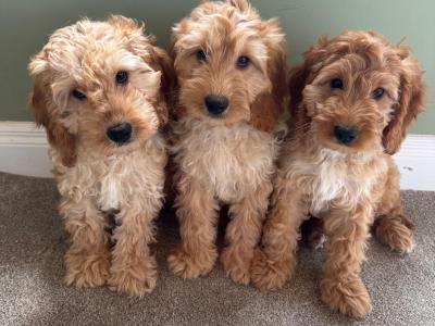 Miniature Cockapoo puppies