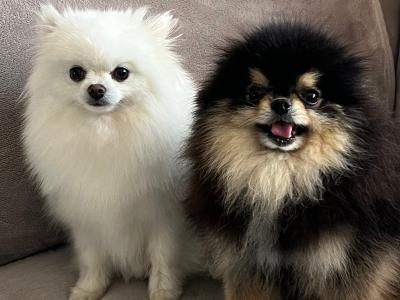 Stunning Pomeranians for stud in Down