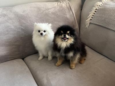 Stunning Pomeranian