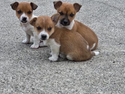 Jack Russell puppies