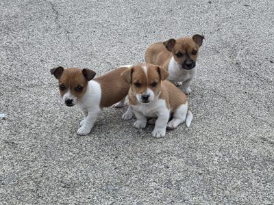 Jack Russell puppies