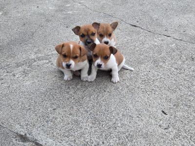 Jack Russell puppies