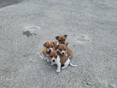 Jack Russell puppies