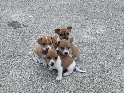 Jack Russell puppies