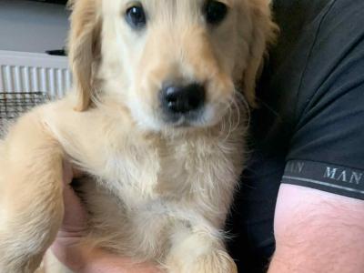 Golden Retriever pups