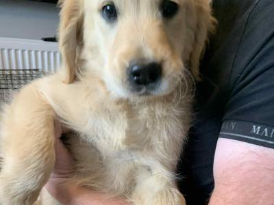 Golden Retriever puppies in Cavan