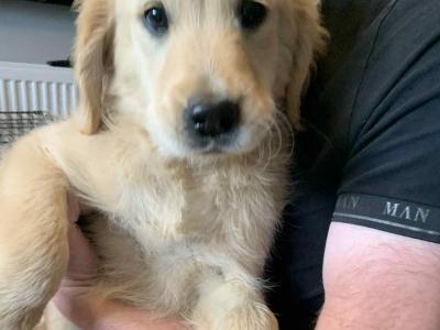 Golden Retriever puppies in Cavan