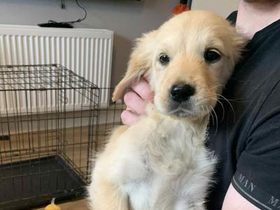 Golden Retriever pups