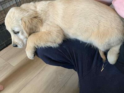 Golden Retriever pups