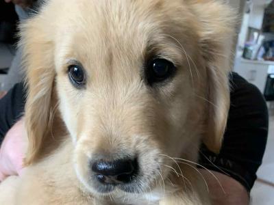 Golden Retriever pups