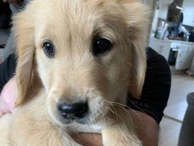 Golden Retriever puppies in Cavan