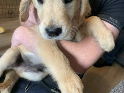 Golden Retriever pups