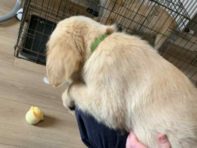 Golden Retriever pups