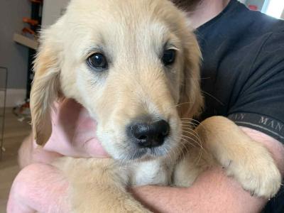 Golden Retriever pups