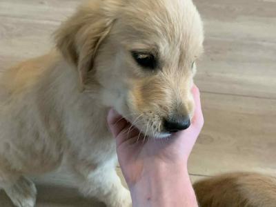 Golden Retriever pups