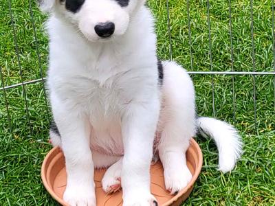 Border Collie puppies in Dublin