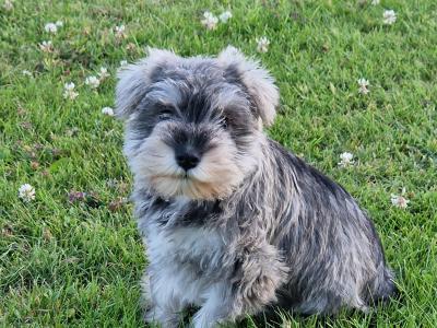 SCHNAUZER  IKC  REG