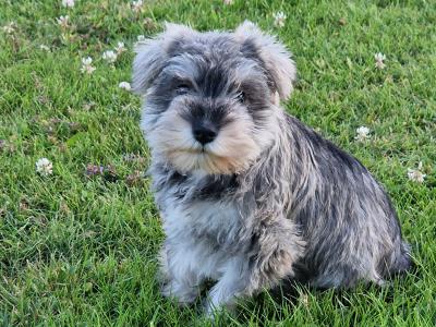 IKC Registered Schnauzer puppies in Wexford