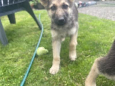 Gorgeous German Shepherd puppies