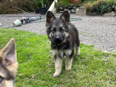 Gorgeous German Shepherd puppies