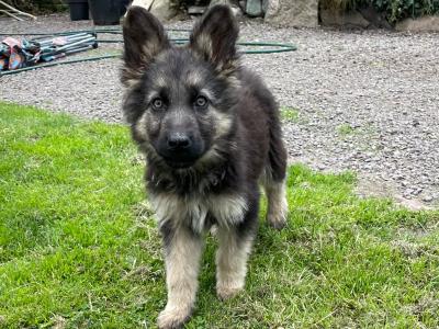 Gorgeous German Shepherd puppies in Kerry