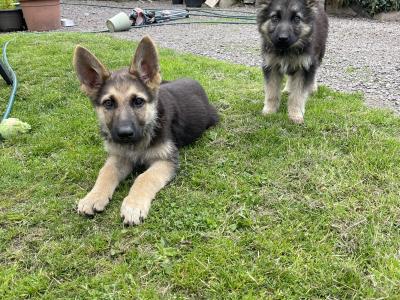 Gorgeous German Shepherd puppies