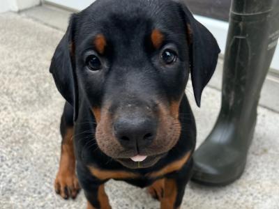 Dobermann pups in Kerry