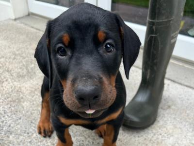 Dobermann puppies in Kerry