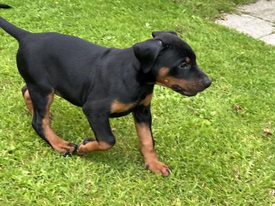 Dobermann puppies in Kerry