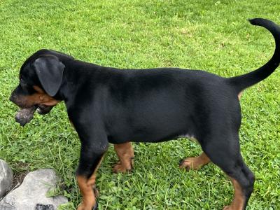 Dobermann puppies in Kerry