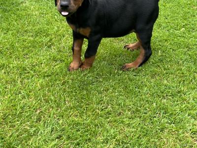 Dobermann puppies in Kerry