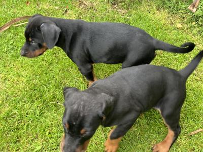 Dobermann puppies in Kerry