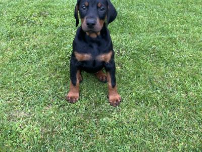 Dobermann puppies in Kerry