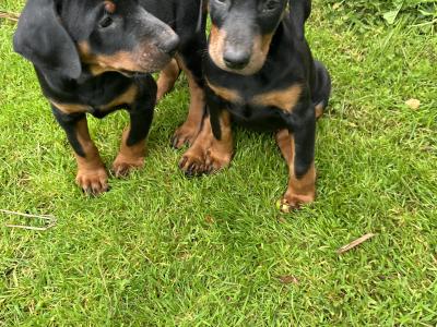 Dobermann puppies in Kerry