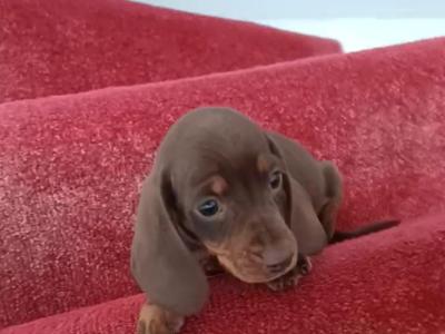 Mini Dachshund puppies in Kildare