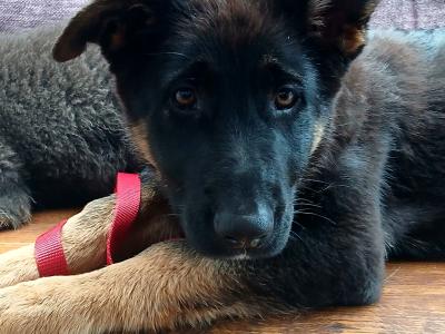 IKC Female German Shepherd Pup