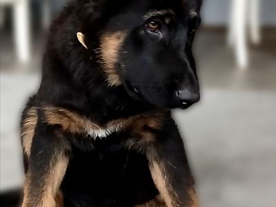 IKC Female German Shepherd Pup