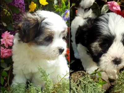 ❤️Rare Biewer Yorkshire x Maltese puppies (Malbie's) puppy available due to last min cancellation  🐕