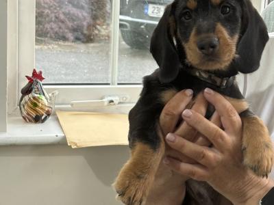 Wired/Smooth Haired Dachshunds