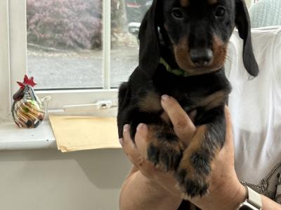 Wired/Smooth Haired Dachshunds