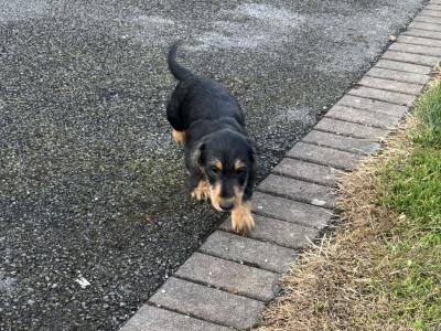 Wired/Smooth Haired Dachshunds