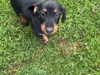 Wired/Smooth Haired Dachshunds
