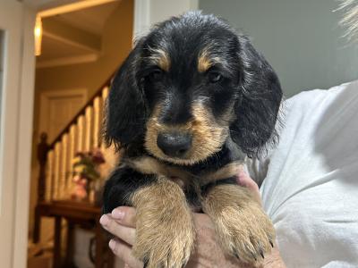 Wired/Smooth Haired Dachshunds