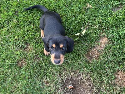 Wired/Smooth Haired Dachshunds